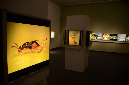 Wasp_exhibition__DSC3421